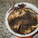 batata
