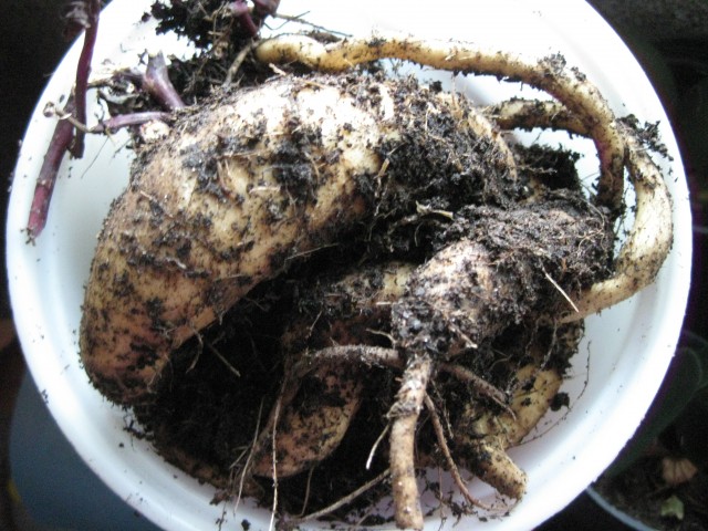 Batata