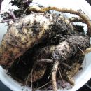 batata