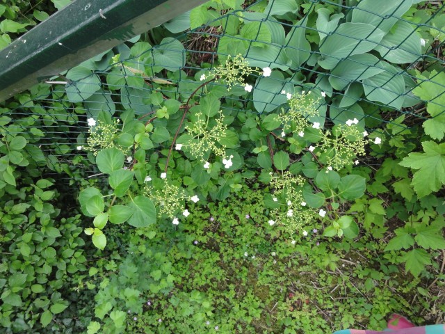 Plezava hortenzija - H. anomala ssp. petiolaris