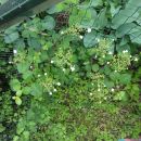 plezava hortenzija - H. anomala ssp. petiolaris