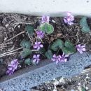 spomladanske ciklame - cyclamen coum