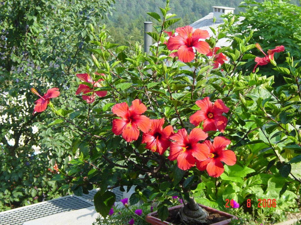 hibiscus rosa sinensis - kitajski hibiskus