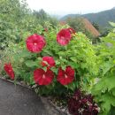 hibiskus trajnica