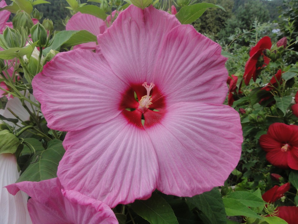 hibiskus trajnica