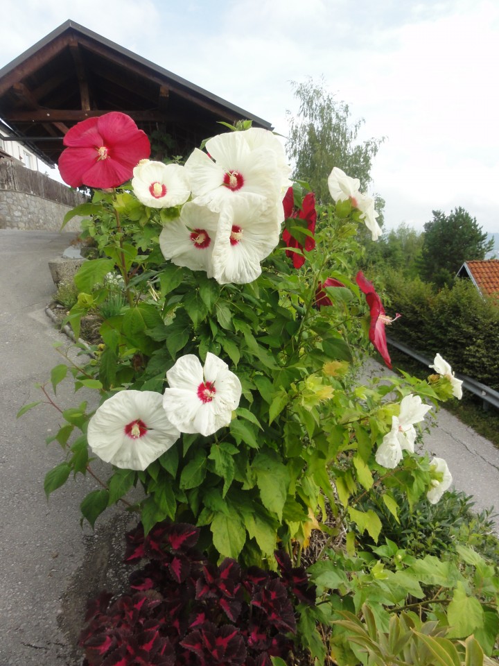 hibiskus trajnica