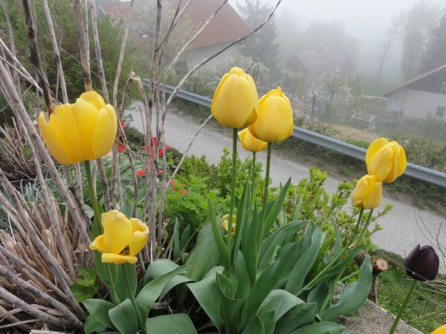 Tulipani tradicionalni rumeni