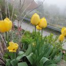tulipani tradicionalni rumeni