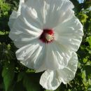 Hibiskus rumeni