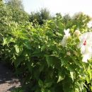 Hibiskus rumeni