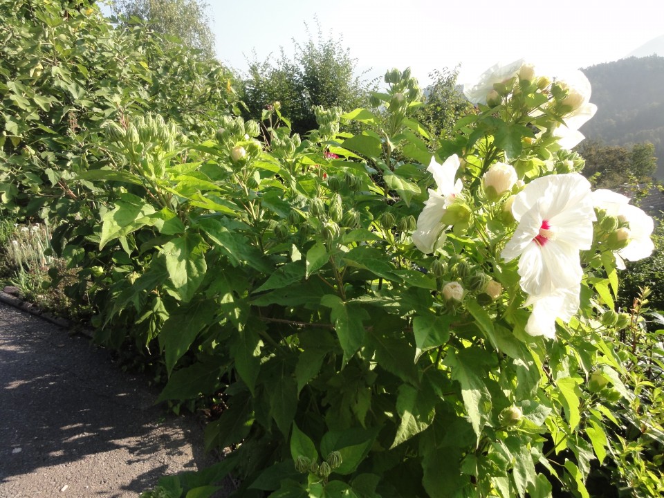 Hibiskus rumeni
