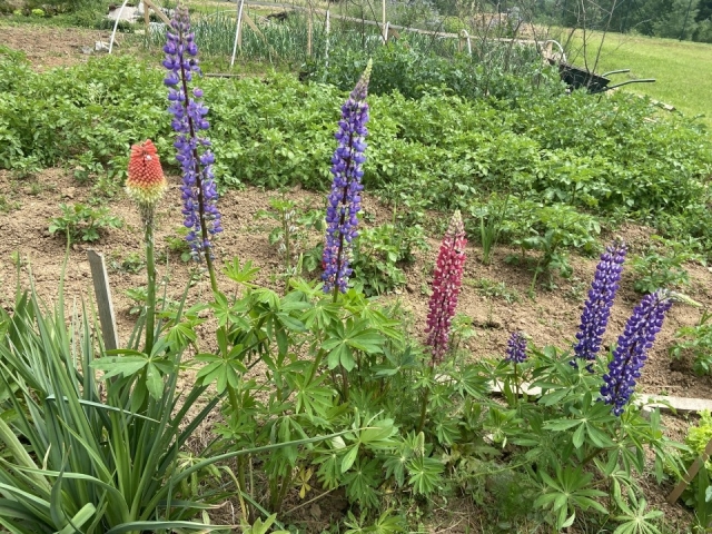 Lupine - foto