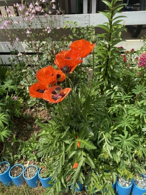Lupine - foto
