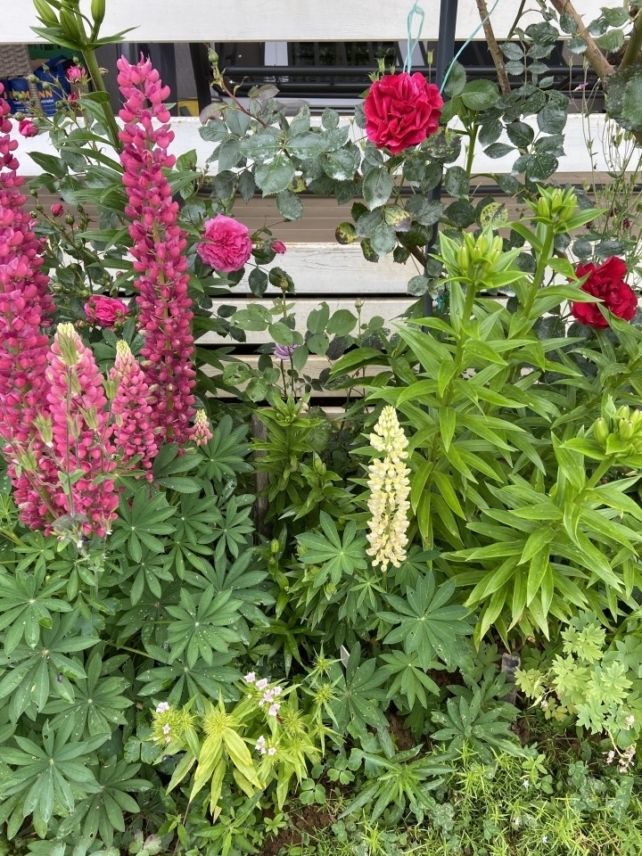 Polka - foto povečava