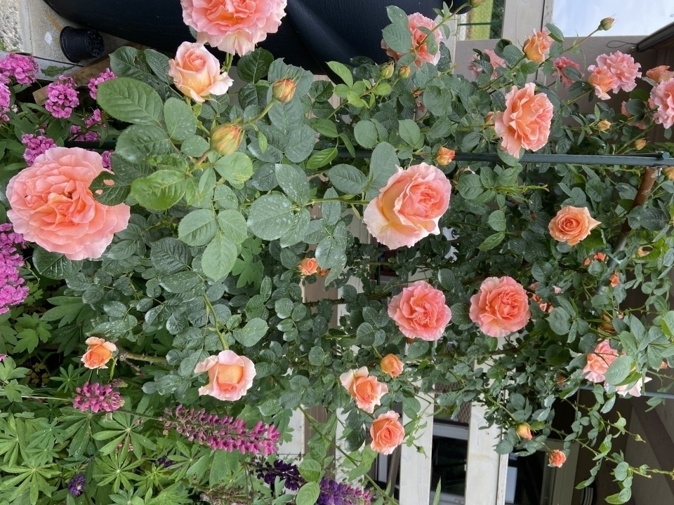 Polka vrtnica - foto povečava