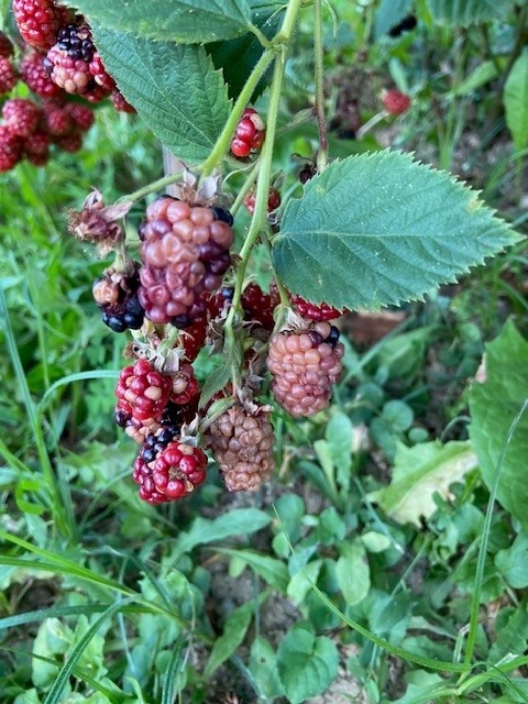 Robide - foto povečava