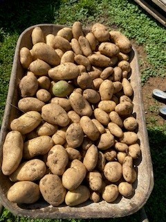 Krompir 2024 - foto povečava