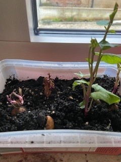 Sadike sladkega krompirja - foto povečava