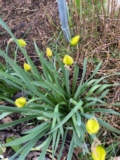 Necvetoča narcisa - foto povečava