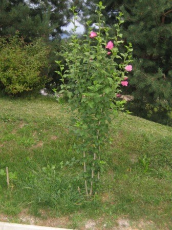 Hibiskus
