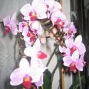 Orhideje in rože