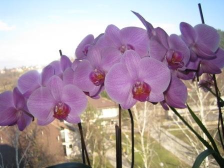 Pogled skozi cvetove orhideje na kuhinjskem oknu na zdravstveni dom.