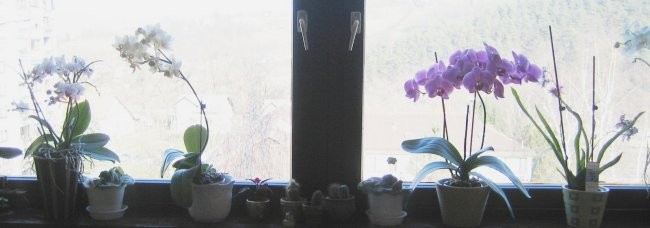 Orhideje in rože - foto povečava
