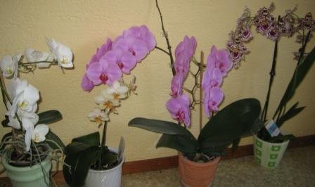 Orhideje in rože - foto