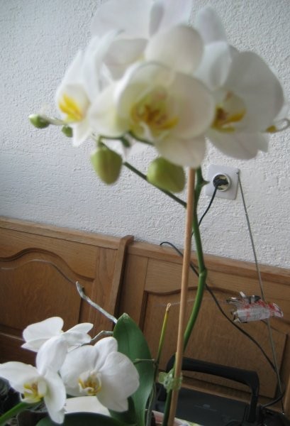 Bela orhideja - cvetenje 2005.