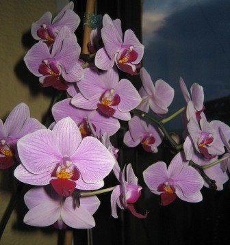 Moja čisto prva orhideja (gostimo jo že 5 let) spet cveti...le malo mesecev je,da nas ni r