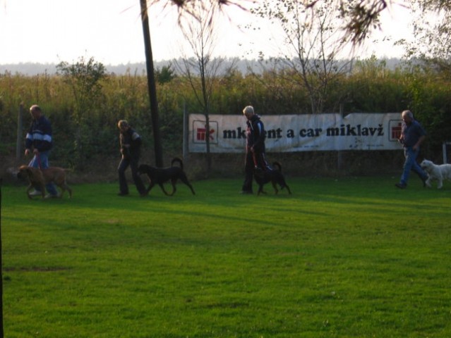 Baya Šola - foto