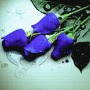 Modro vijolične vrtnice