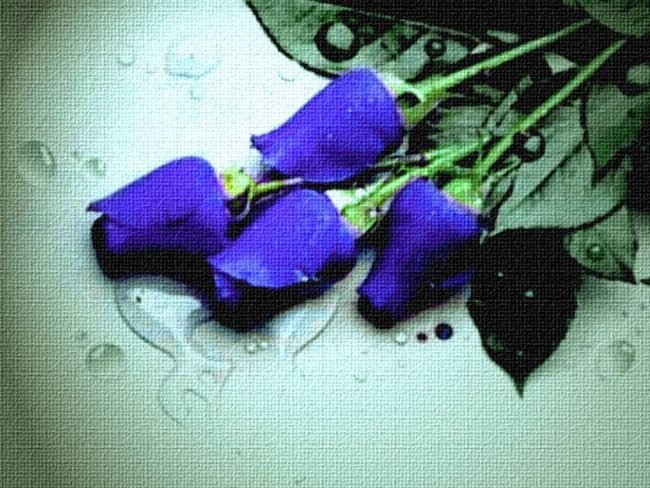 Modro vijolične vrtnice