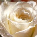 Bela vrtnica