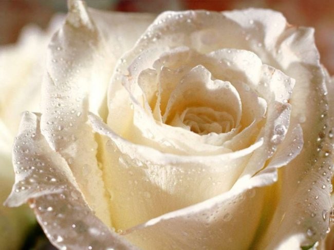 Bela vrtnica