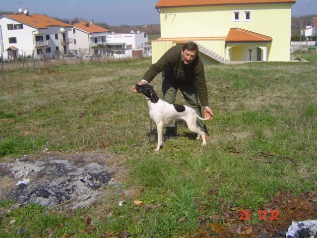 Pointerji - poreč - foto