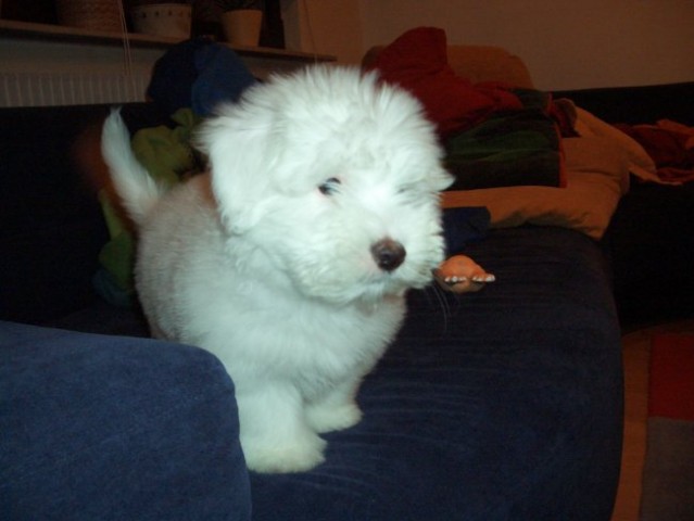 Coton de tulear-rozi - foto