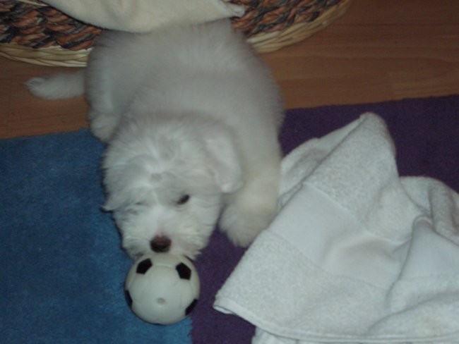 Coton de tulear-rozi - foto povečava