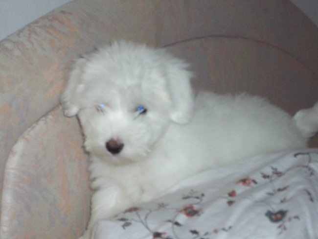 Coton de tulear-rozi - foto povečava