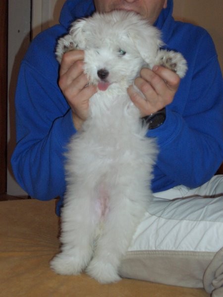 Coton de tulear-rozi - foto