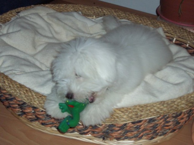 Coton de tulear-rozi - foto