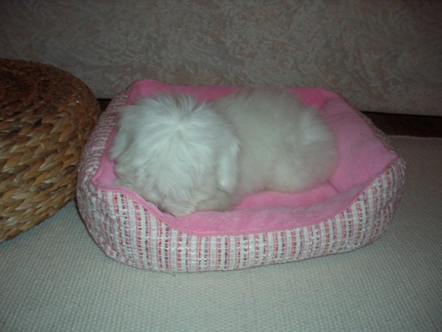 Coton de tulear-rozi - foto