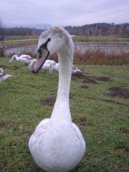 Labodi - foto povečava