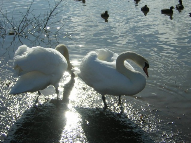 Labodi - foto