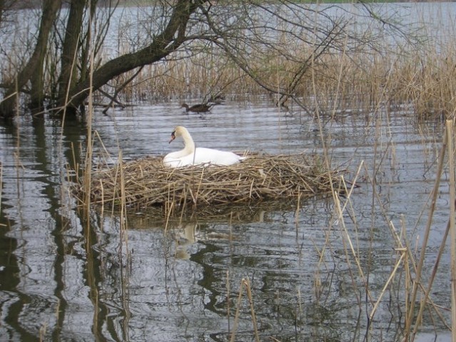 Labodi - foto