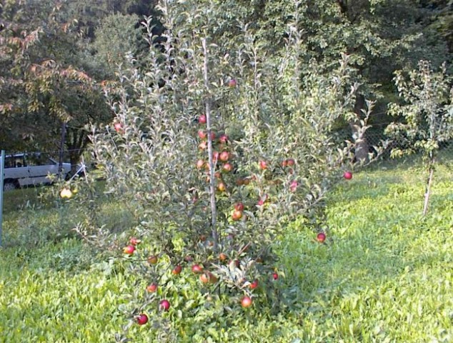 Ranč - foto