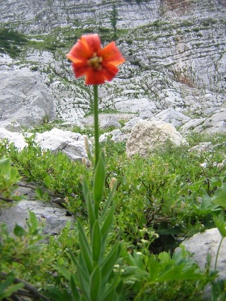 Gorska  tihožitja - foto