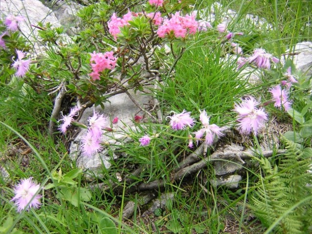 Gorska  tihožitja - foto