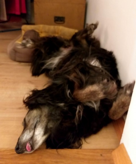 Luna - foto