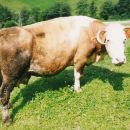 Liska